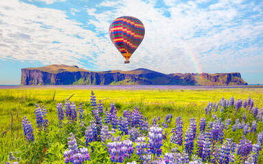 Hot air balloon flying over Iceland blooming Icelandic purple lupin flower field,  Cornered...