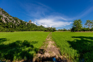 The background of green rice fields with large mountains and various kinds of trees provide shade and fresh air.