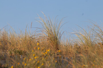 dune
