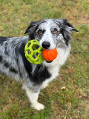 Portrait funny border collie dog playing with two dogs. From above view