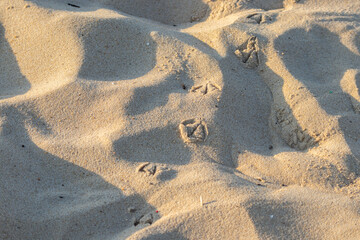 Traces dans le sable