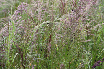 A beetles of the Ground Beetles family (Carabidae), genus Amara that feeds on seeds of weed loose silky-bent (Apera spica-venti).
