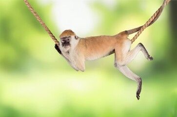 Monkey funny zoo, safari, pet concept