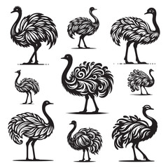 Ostrich Bundle silhouette vector illustration, Ostrich emu bird vector illustration on a white background