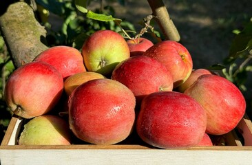 Apples fresh delicious red fruits 