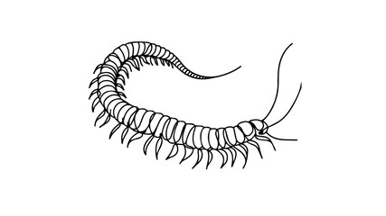 Centipede line art illustration vector