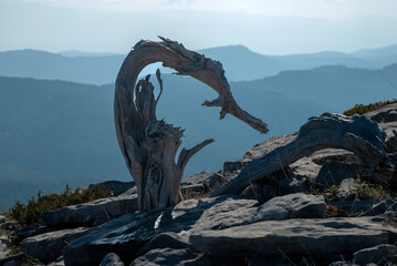 statue, sculpture, stone, architecture