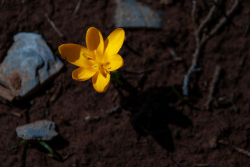 flower, spring, crocus, nature, yellow