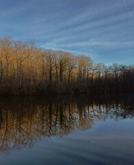 reflection of trees in water
