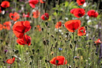 Obraz premium Poppies on a sunny day in my garden. Some in backlight, and bumblebees.