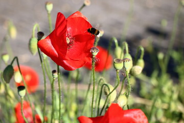 Obraz premium Poppies on a sunny day in my garden. Some in backlight, and bumblebees.