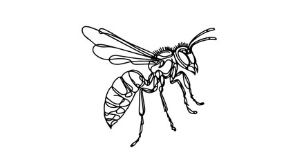 Wasp line art drawing