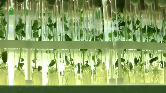 Potato meristem in vitro. Sprouts of an agricultural plant grown in vitro. Cloned gene modified micro plants in test tubes with nutrient medium. Micropropagation technology in vitro.
