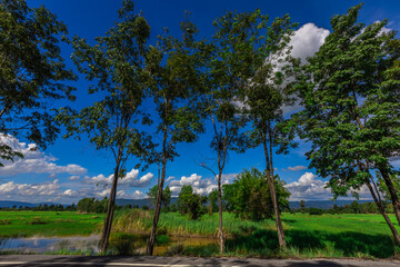 Nature Wallpaper (Mountains, Green Fields, Roadside Accommodation, Twilight Sky) The beauty of nature while traveling, with the wind blowing through the blurred leaves.