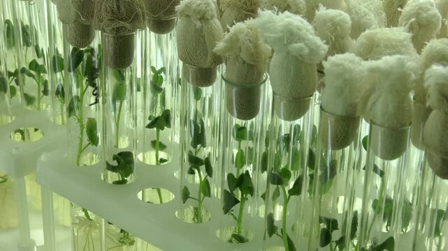 Potato meristem in vitro. Sprouts of an agricultural plant grown in vitro. Cloned gene modified micro plants in test tubes with nutrient medium. Micropropagation technology in vitro.
