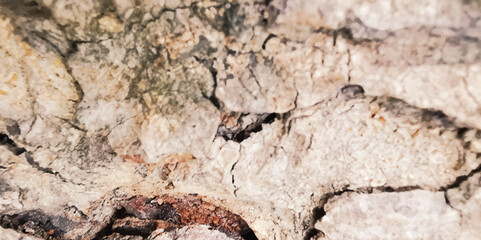 Dirty old wood texture. Grunge wood background close up.