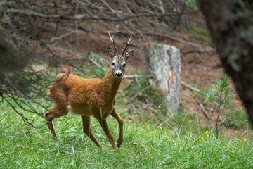 Male roe deer or roe buck (Capreolus capreolus) with big trophy on moving in its habitat, Alps Mountains, Italy