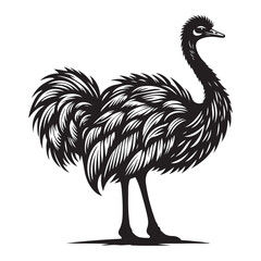 Ostrich silhouette vector illustration, Ostrich emu bird vector illustration on a white background