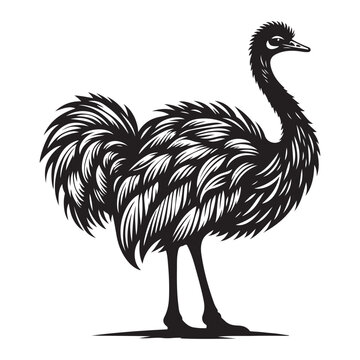 recommend clip art: Ostrich silhouette vector illustration, Ostrich emu bird vector illustration on a white background