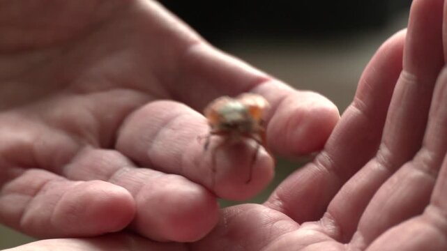 The common cockchafer (Melolontha melolontha), also known as May bug or May beetle, female walking on a human hand
