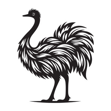recommend clip art: Ostrich silhouette vector illustration, Ostrich emu bird vector illustration on a white background