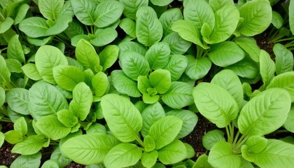 spinach plants with different leaf shapes and sizes showcasing genetic diversity