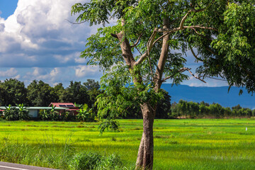 Nature Wallpaper (Mountains, Green Fields, Roadside Accommodation, Twilight Sky) The beauty of nature while traveling, with the wind blowing through the blurred leaves.