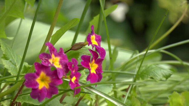 Carpet of pink magenta primrose flowers. Purple flowers of primula juliae in march. Flowers primrose julia or primula juliae. Spring, may. Family pervotsvety.