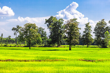 Nature Wallpaper (Mountains, Green Fields, Roadside Accommodation, Twilight Sky) The beauty of nature while traveling, with the wind blowing through the blurred leaves.