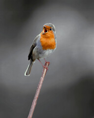 The UK's favourite bird. Thanks to its bright red breast, it's familiar throughout the year and especially at Christmas! Males and females look identical,.