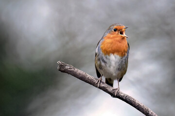 The UK's favourite bird. Thanks to its bright red breast, it's familiar throughout the year and especially at Christmas! Males and females look identical,.