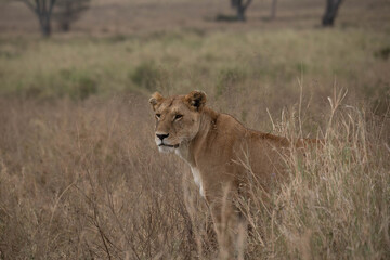 lion amongst the plain grasses