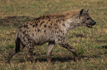 spotted hyena in the savannah