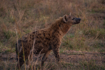 hyena sniffing for food