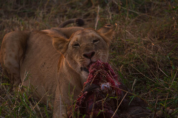 a lioness at dinner time
