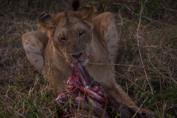 a lioness with her meal