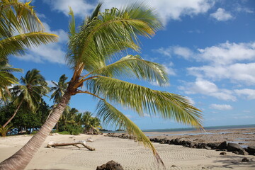 Beautiful tropical beach and palm trees, Savusavu, Fiji