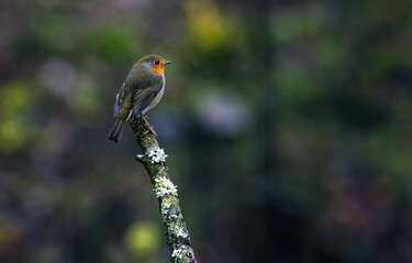 The UK's favourite bird. Thanks to its bright red breast, it's familiar throughout the year and especially at Christmas! Males and females look identical,.