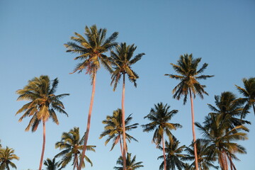 Obraz premium Palm trees and blue sky in the afternoon