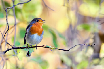 The UK's favourite bird. Thanks to its bright red breast, it's familiar throughout the year and especially at Christmas! Males and females look identical,.
