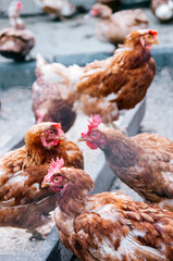 Free range poultry: close up of chickens in rural hen house