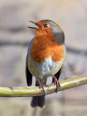 The UK's favourite bird. Thanks to its bright red breast, it's familiar throughout the year and especially at Christmas! Males and females look identical,.