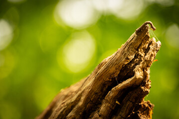 macro photography of a worm climbing a tree