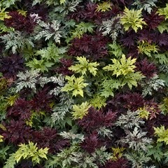 Seamless pattern colorful leaves of coleus plant, Plectranthus scutellarioides
