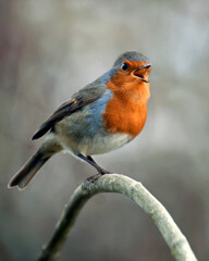 The UK's favourite bird. Thanks to its bright red breast, it's familiar throughout the year and especially at Christmas! Males and females look identical,.