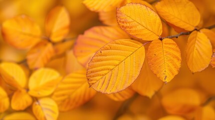 Fototapeta premium Golden Autumn Foliage, vibrant leaves in warm hues of amber and crimson, showcasing intricate textures, a celebration of the season's beauty and rich natural colors.