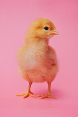 Obraz premium Baby Chick on a Pink Background