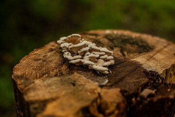 mushroom on a tree trunk