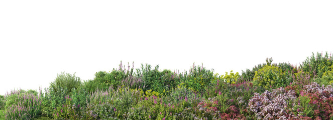 Colorful flower field foreground on transparent background