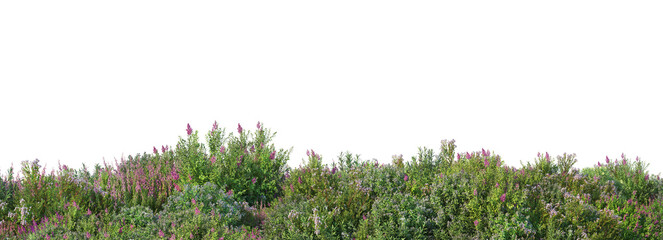 Colorful flower field foreground on transparent background